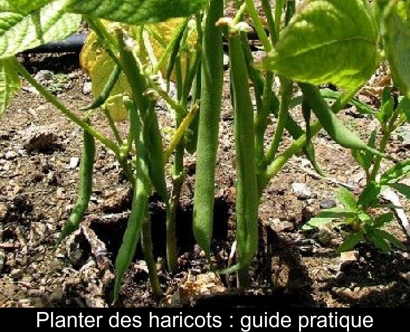 Jardin Potager - Semer les Haricots et Planter les Framboisiers