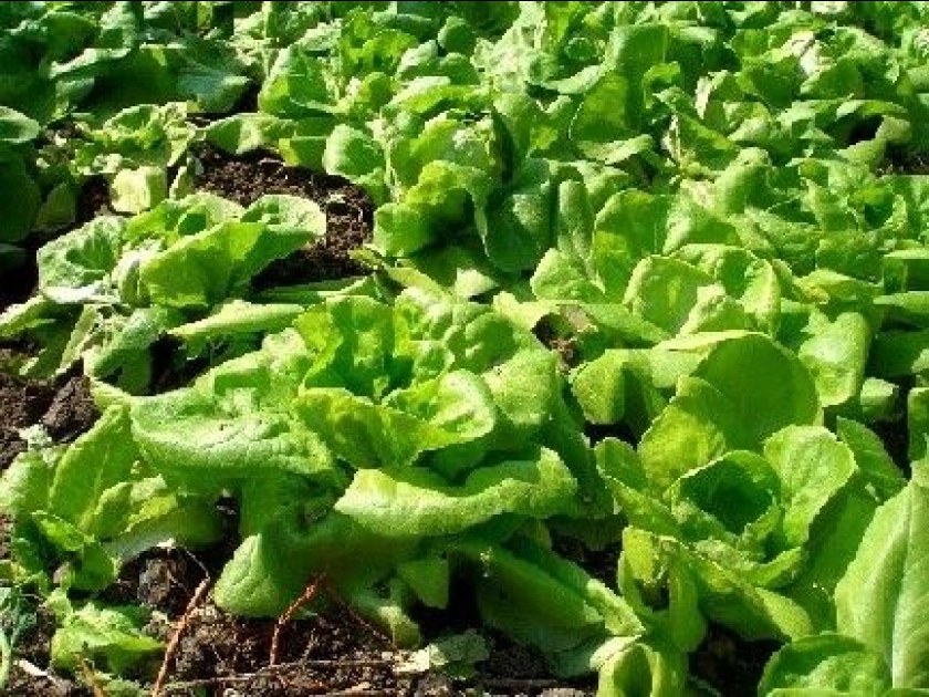 Planter des salades : méthode et variétés Planter des salades : méthode et variétés