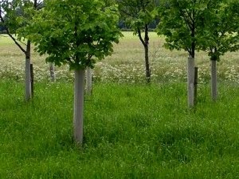 Planter un arbre : guide pratique Planter un arbre : guide pratique