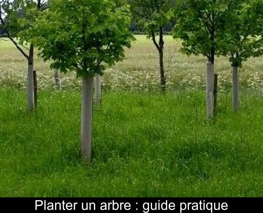 Planter un arbre : guide pratique