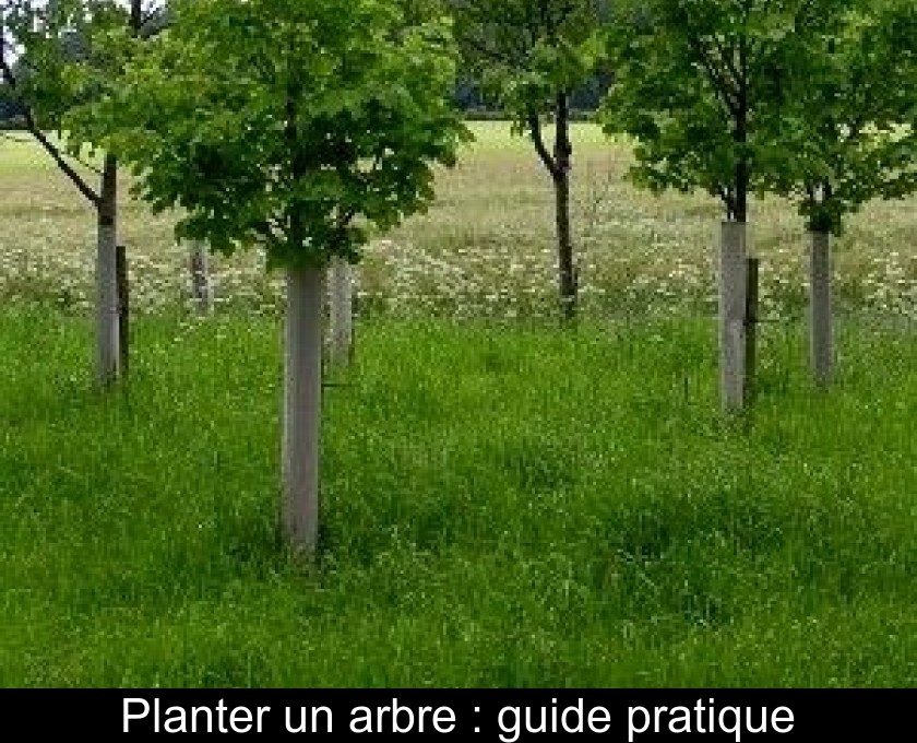 Planter un arbre : guide pratique Planter un arbre : guide pratique