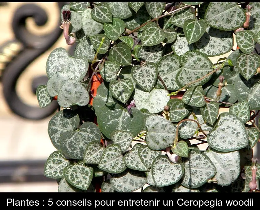 Plantes : 5 conseils pour entretenir un Ceropegia woodii