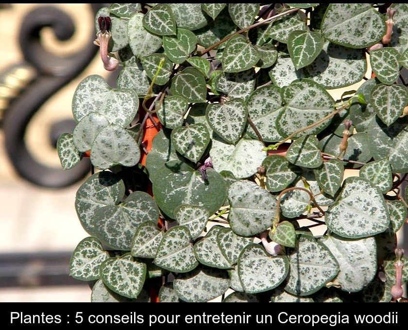 Plantes : 5 conseils pour entretenir un Ceropegia woodii Plantes : 5 conseils pour entretenir un Ceropegia woodii