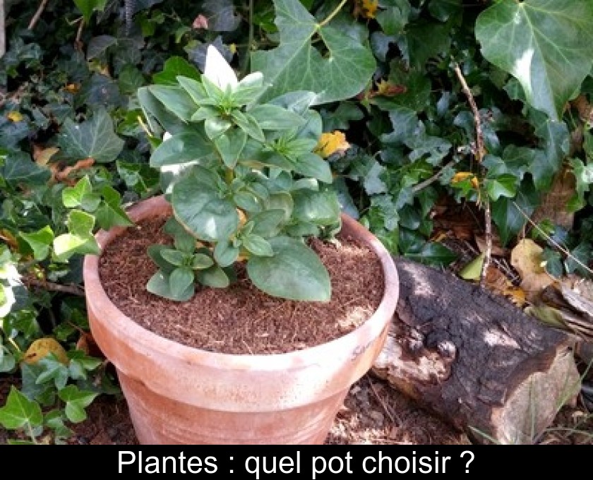 Plantes : quel pot choisir ? Plantes : quel pot choisir ?