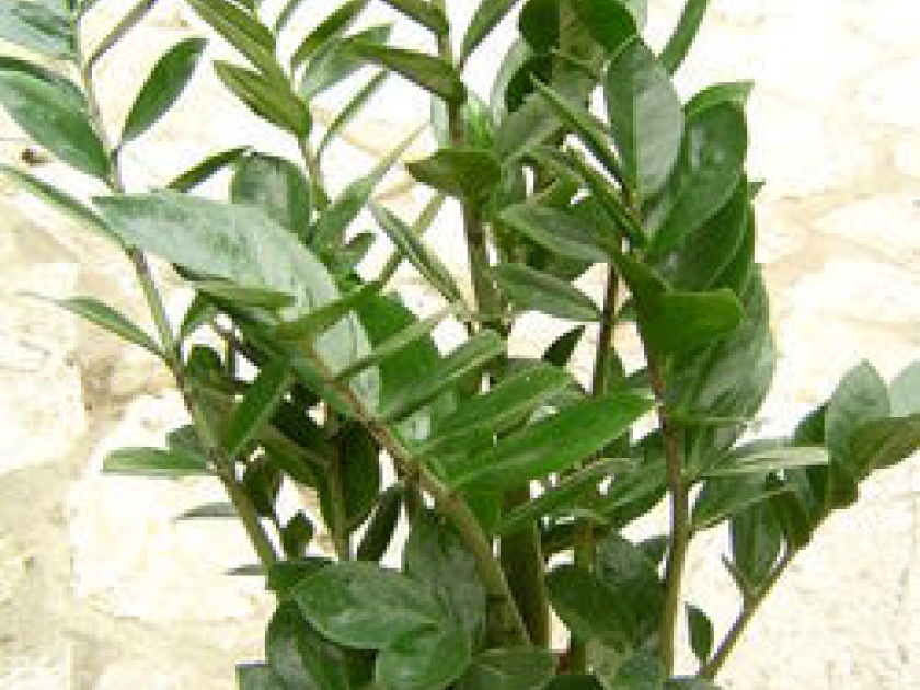 Plantes vertes : des conseils d'entretien Plantes vertes : des conseils d'entretien