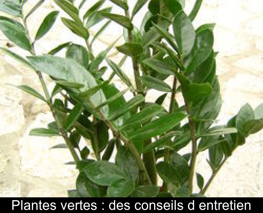 Plantes vertes : des conseils d'entretien Plantes vertes : des conseils d'entretien