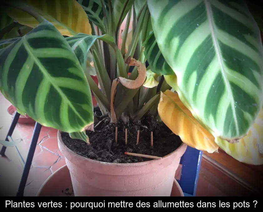 Plantes vertes : pourquoi mettre des allumettes dans les pots ?