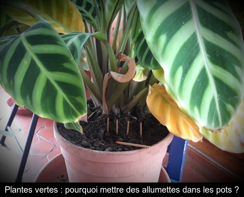 Plantes vertes : pourquoi mettre des allumettes dans les pots ?