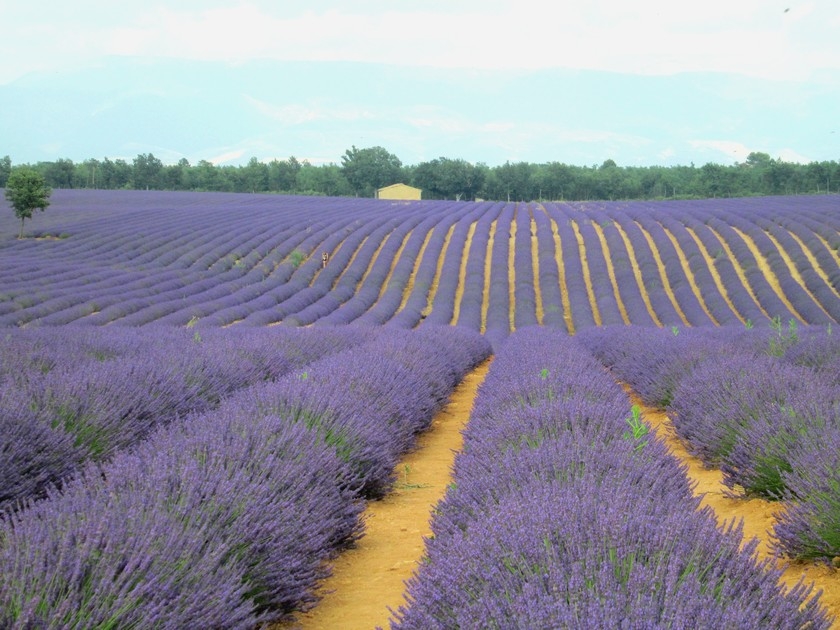 Plateau de Valensole : 10 choses à faire dans les environs Plateau de Valensole : 10 choses à faire dans les environs