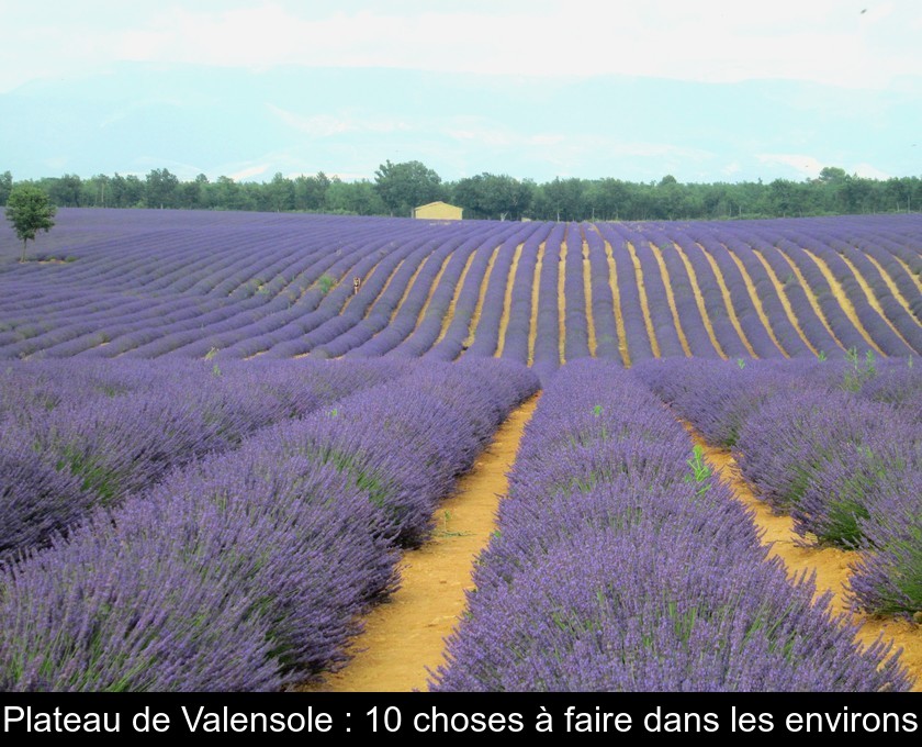 Plateau de Valensole : 10 choses à faire dans les environs