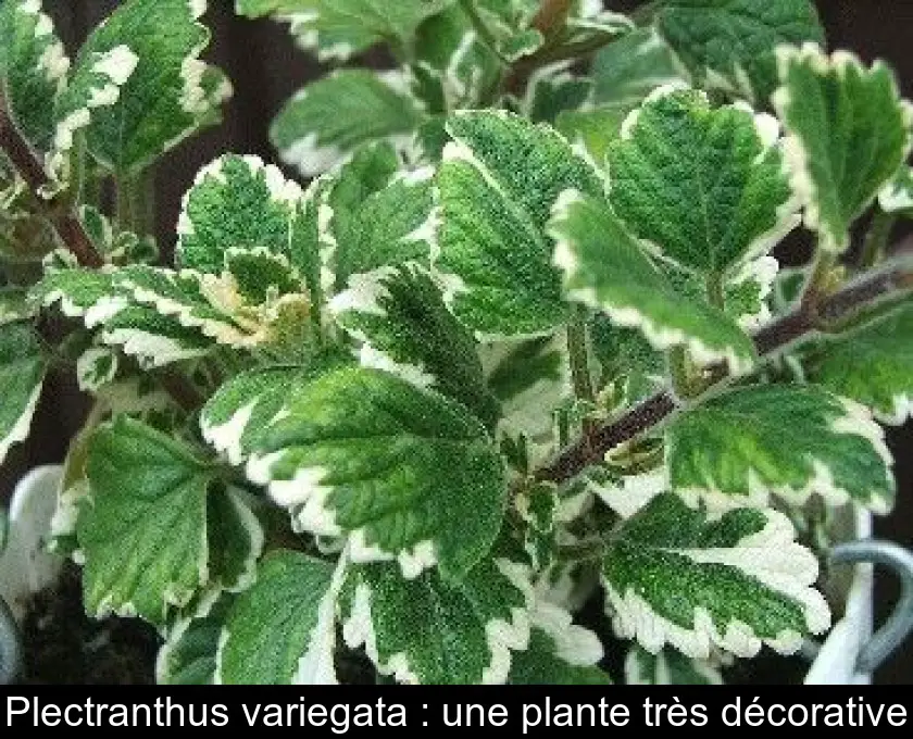 Plectranthus variegata : une plante très décorative