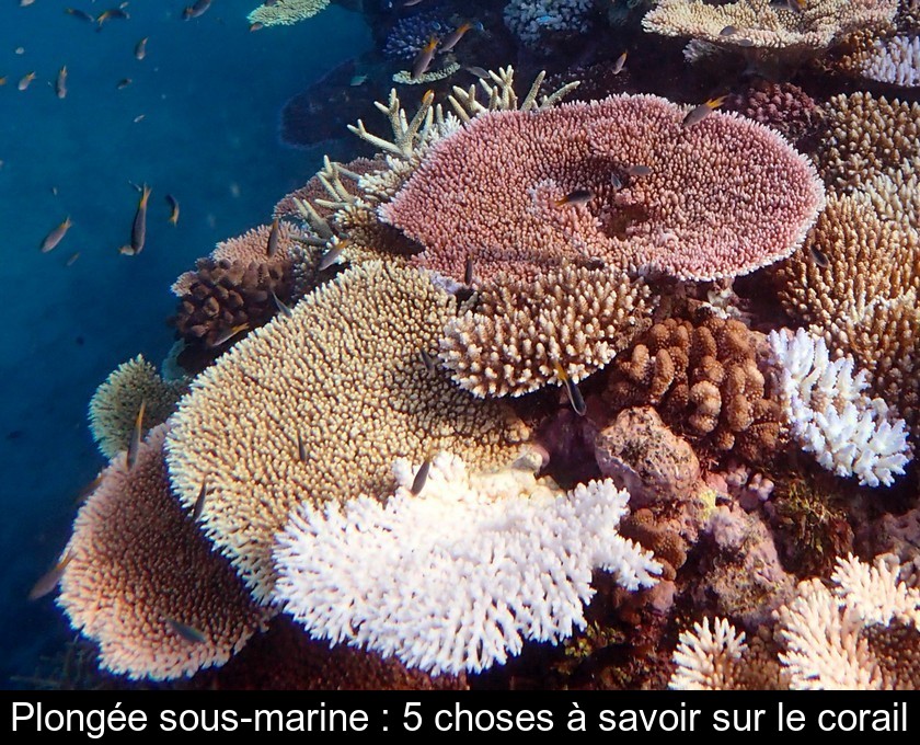 Plongée sous-marine : 5 choses à savoir sur le corail Plongée sous-marine : 5 choses à savoir sur le corail