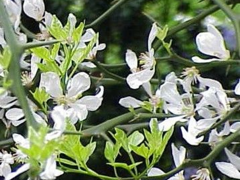 Poncirus trifoliata : un agrume résistant au froid Poncirus trifoliata : un agrume résistant au froid