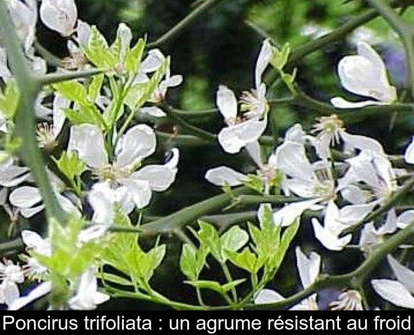 Poncirus trifoliata : un agrume résistant au froid Poncirus trifoliata : un agrume résistant au froid