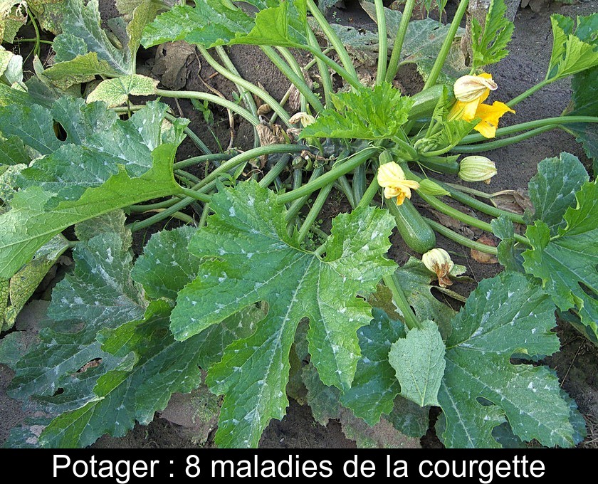 Potager : 8 maladies de la courgette