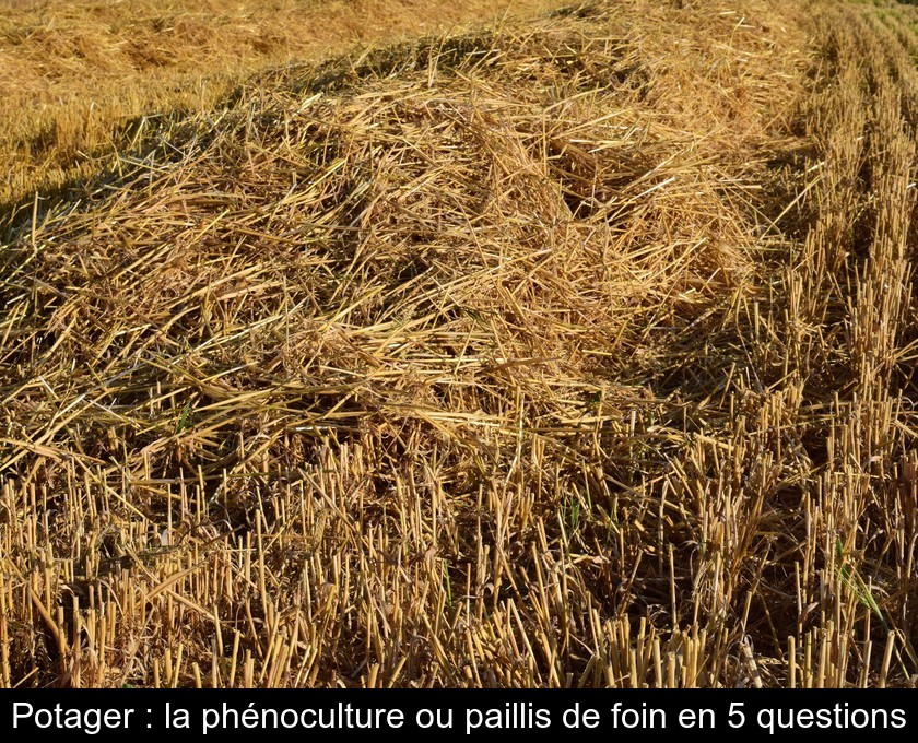 Potager : la phénoculture ou paillis de foin en 5 questions