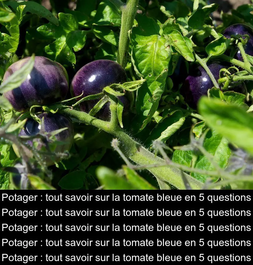 Potager : tout savoir sur la tomate bleue en 5 questions