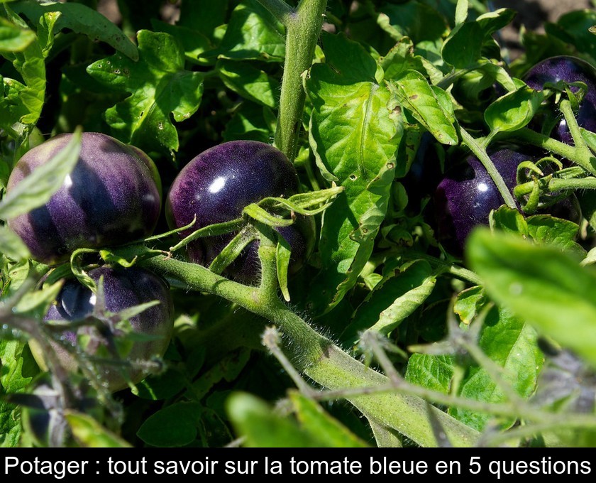 Potager : tout savoir sur la tomate bleue en 5 questions