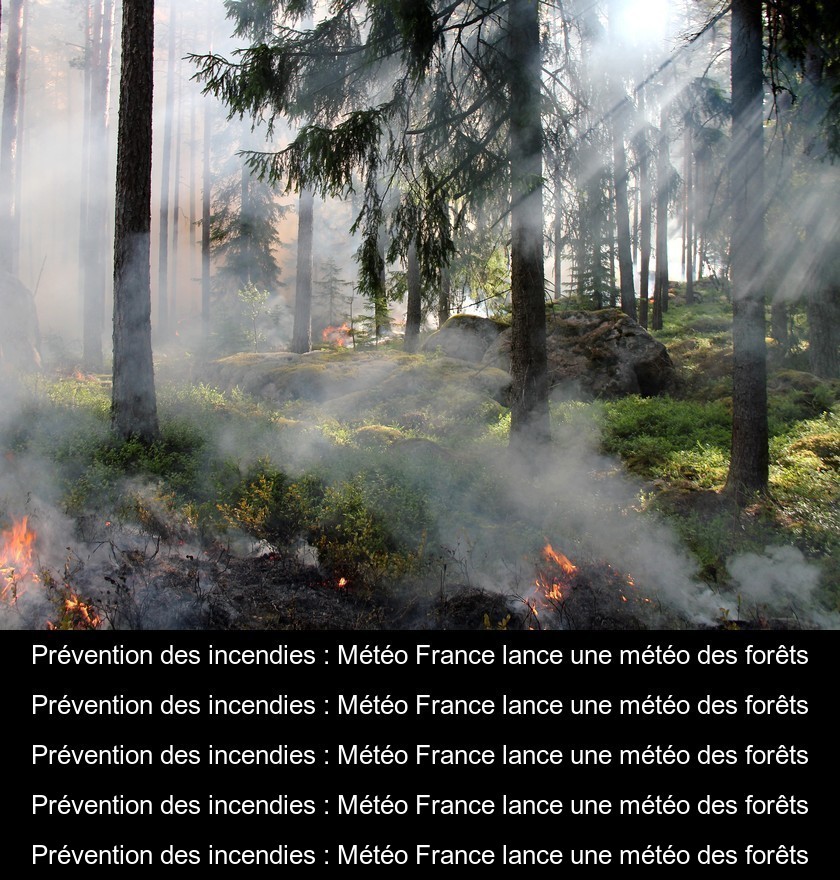 Prévention des incendies : Météo France lance une météo des forêts