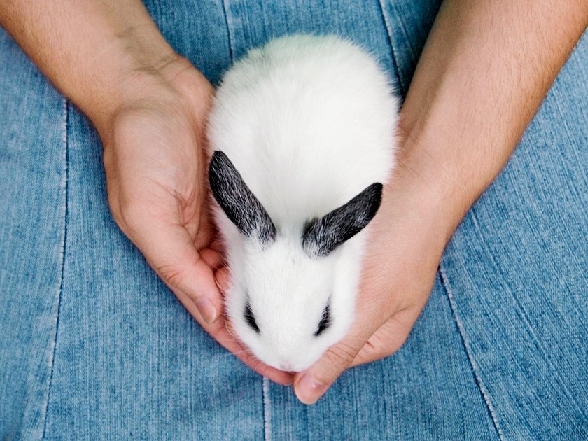 Produits de beauté : la mention non testé sur les animaux est trompeuse Produits de beauté : la mention non testé sur les animaux est trompeuse