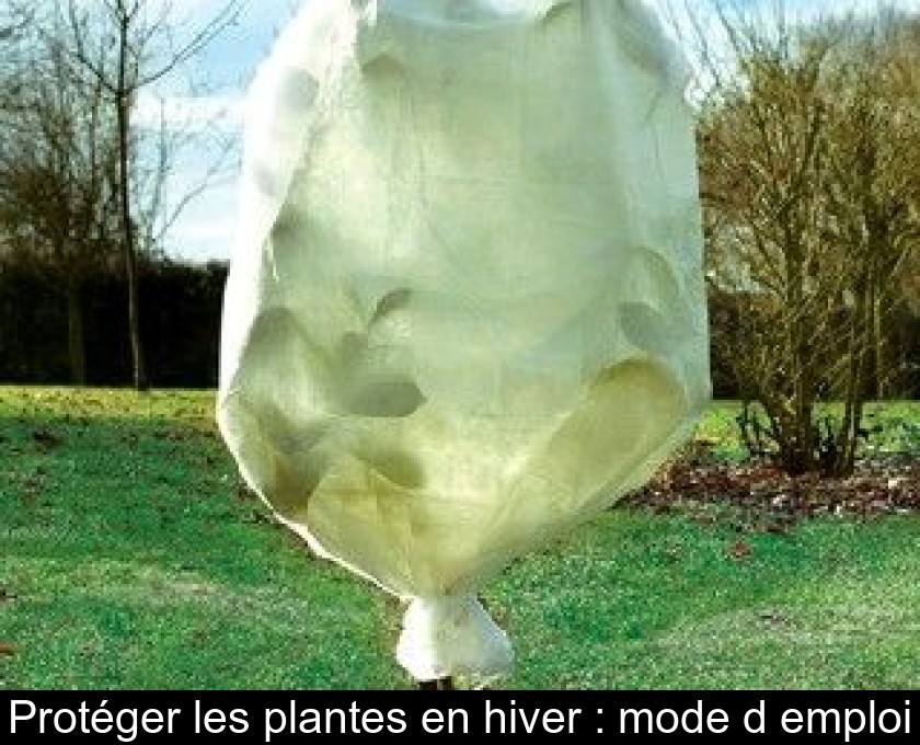 Protéger les plantes en hiver : mode d'emploi