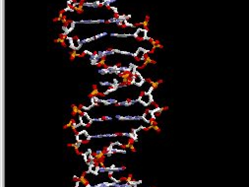 Qu Est Ce Que L Algèbre Qu'est-ce que l'ADN