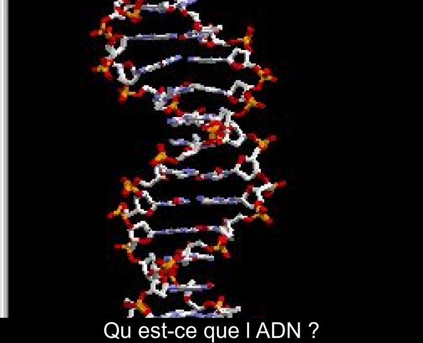 Qu'est-ce que l'ADN ? Qu'est-ce que l'ADN ?
