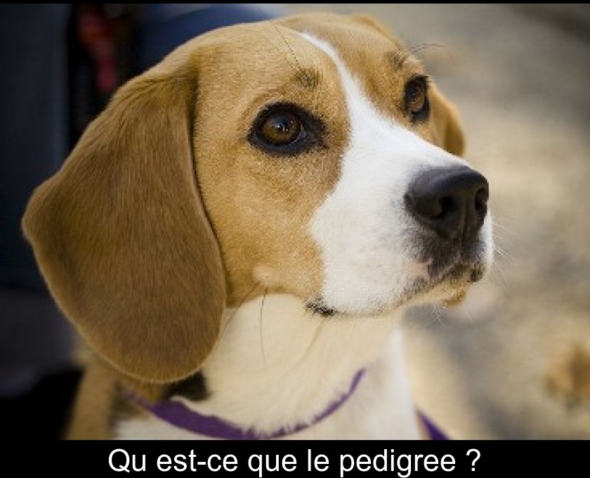 Qu'est-ce que le pedigree ? Qu'est-ce que le pedigree ?