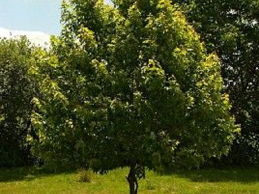 planter un arbre a son nom