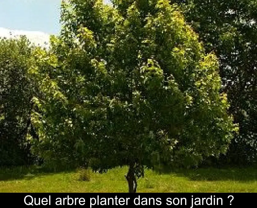 Arbre Dessin: Quel Arbre Fruitier Planter En Ile De France