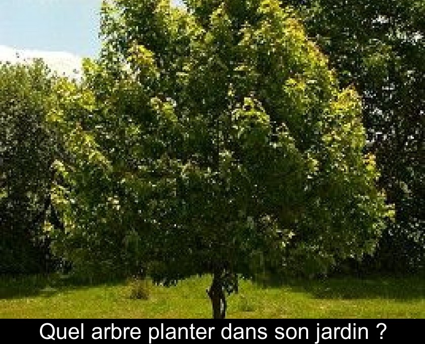 Quel arbre planter dans son jardin ? Quel arbre planter dans son jardin ?