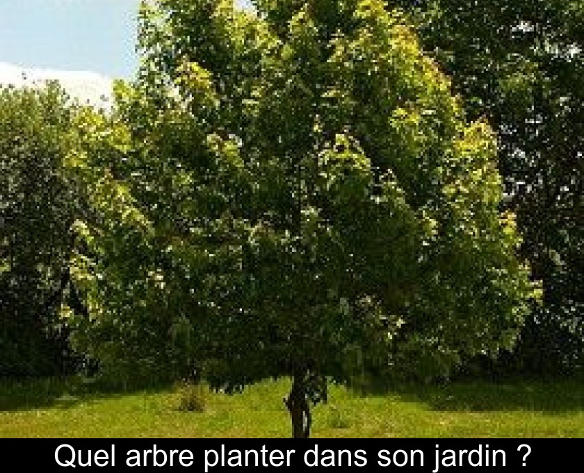 Quel Arbre Planter Dans Son Jardin