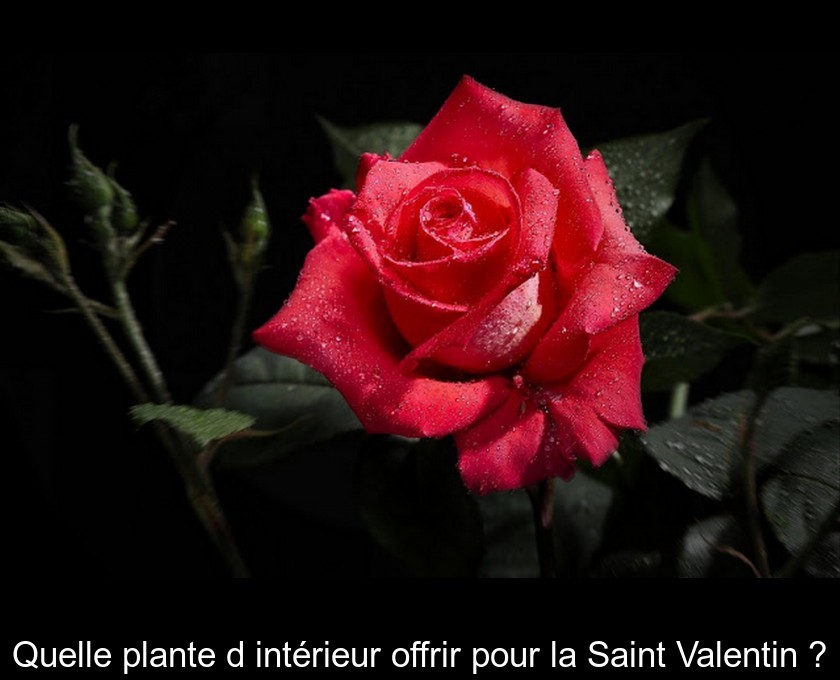 11 idées de plantes à offrir en cadeau de Saint-Valentin