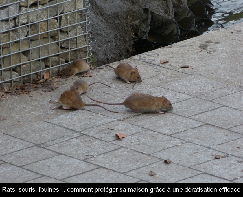 Rats, souris, fouines… comment protéger sa maison grâce à une dératisation efficace Rats, souris, fouines… comment protéger sa maison grâce à une dératisation efficace