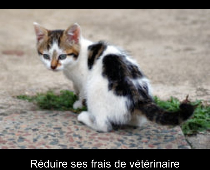 Réduire ses frais de vétérinaire Réduire ses frais de vétérinaire
