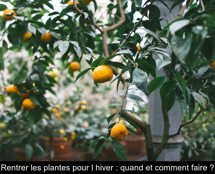 Rentrer les plantes pour l'hiver : quand et comment faire ?