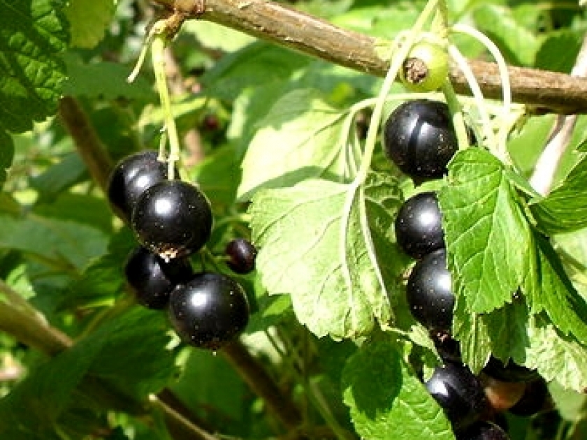 Rhumatismes : les plantes qui soulagent Rhumatismes : les plantes qui soulagent