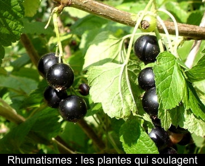 Rhumatismes : les plantes qui soulagent Rhumatismes : les plantes qui soulagent