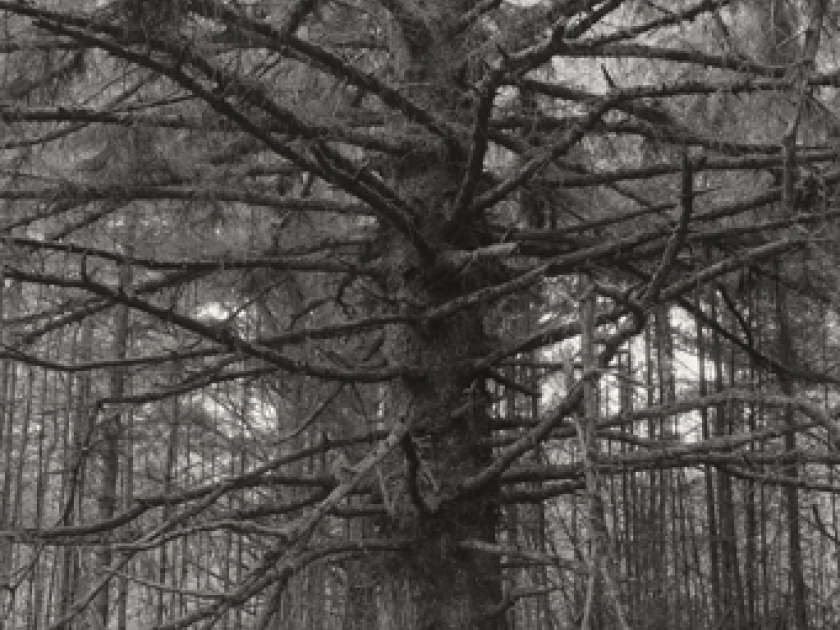 Robert Adams, l'endroit où nous vivons : une exposition au Jeu de Paume Robert Adams, l'endroit où nous vivons : une exposition au Jeu de Paume