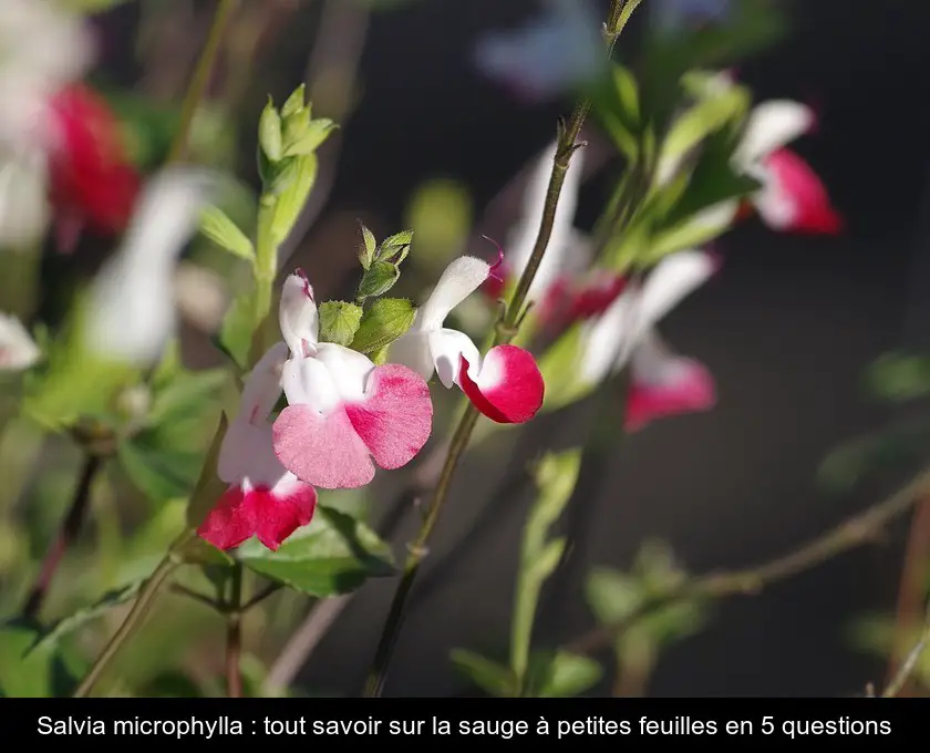 Salvia microphylla : tout savoir sur la sauge à petites feuilles en 5 questions