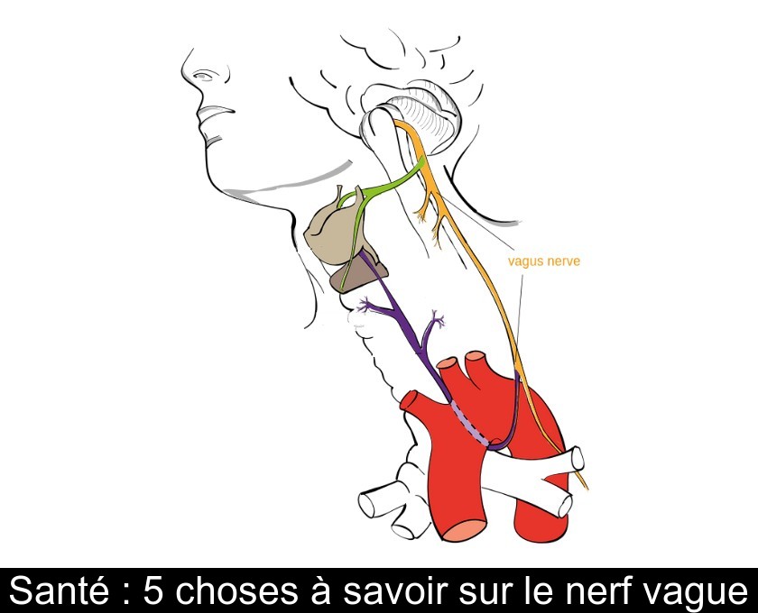 Santé : 5 choses à savoir sur le nerf vague Santé : 5 choses à savoir sur le nerf vague