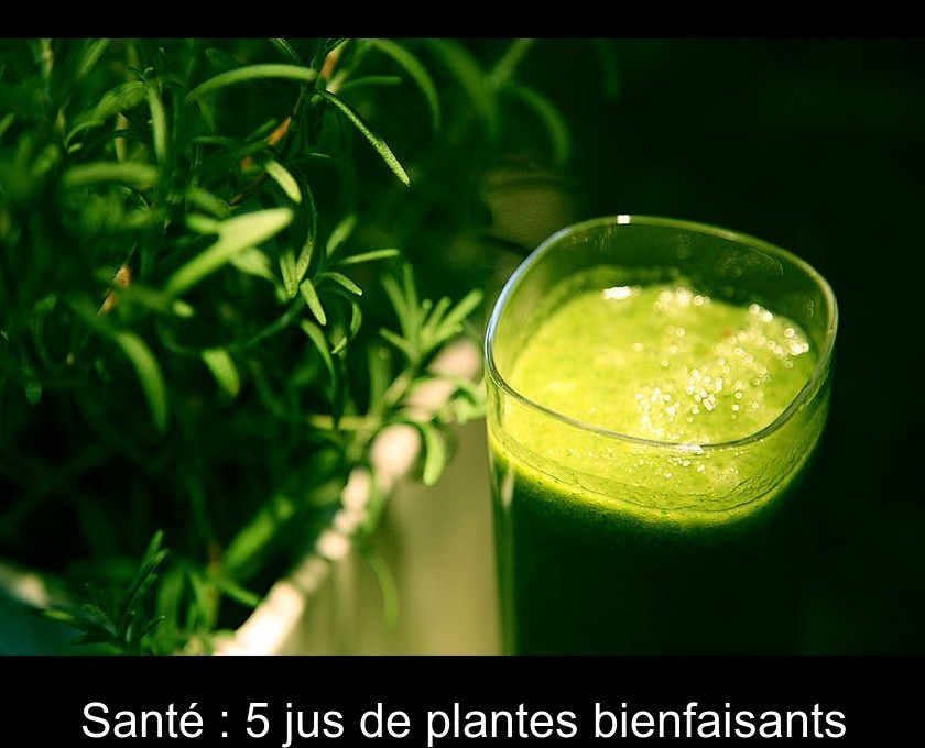 Santé : 5 jus de plantes bienfaisants Santé : 5 jus de plantes bienfaisants