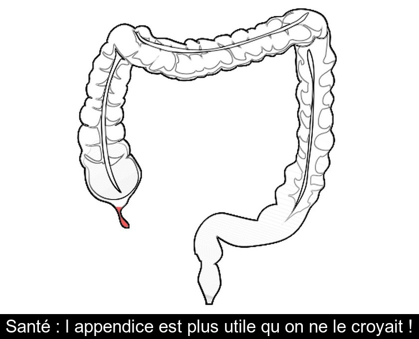 Santé : l'appendice est plus utile qu'on ne le croyait !