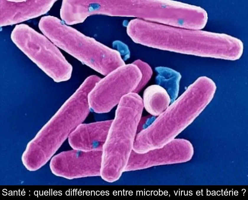 Santé : quelles différences entre microbe, virus et bactérie ?