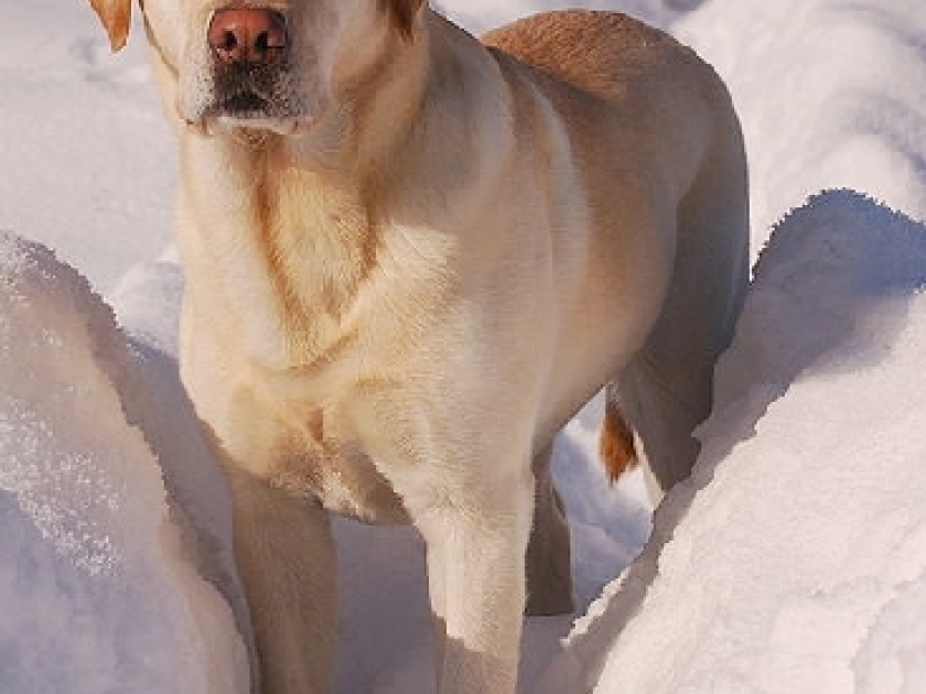 Santé du chien : des conseils pour un hiver en pleine forme