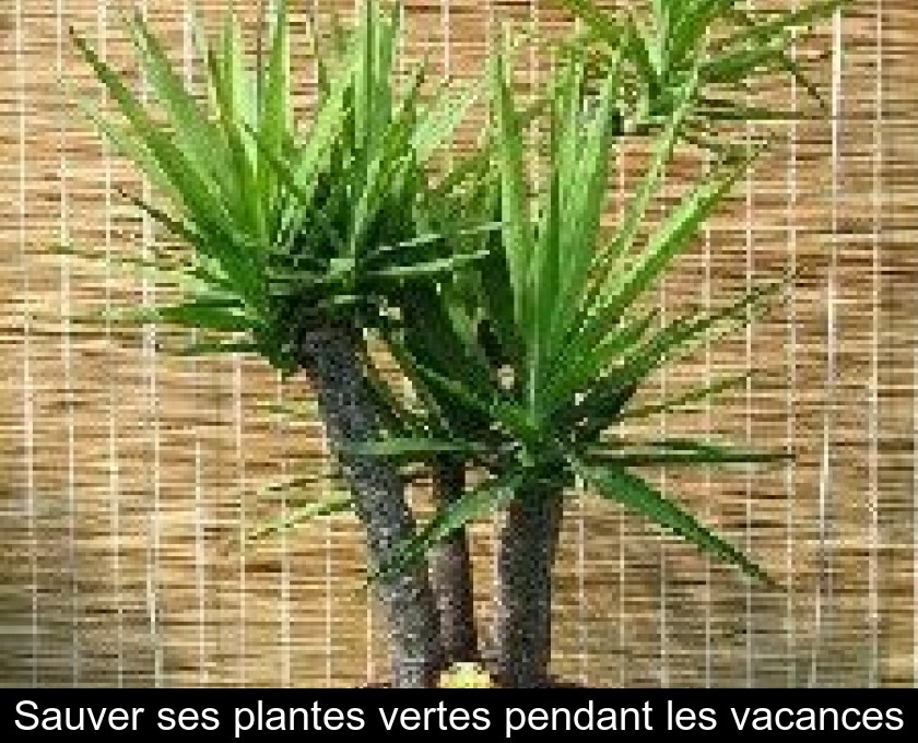 Sauver ses plantes vertes pendant les vacances Sauver ses plantes vertes pendant les vacances