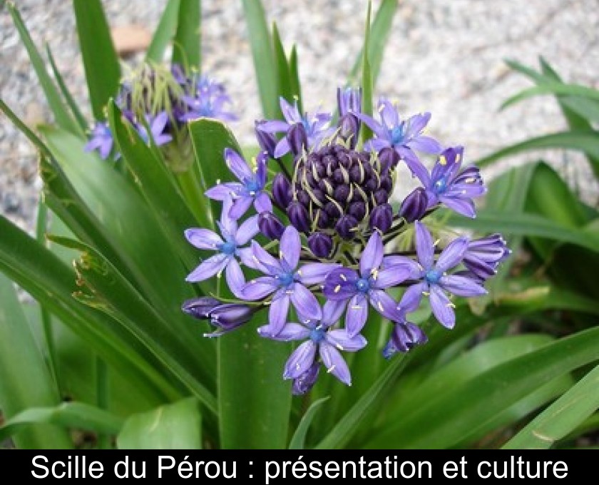 Scille du Pérou : présentation et culture