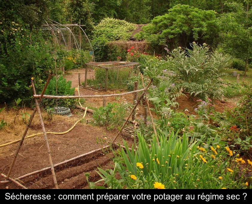 Sécheresse : comment préparer votre potager au régime sec ?