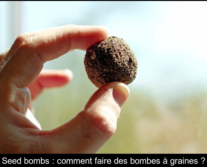 Seed bombs : comment faire des bombes à graines ?