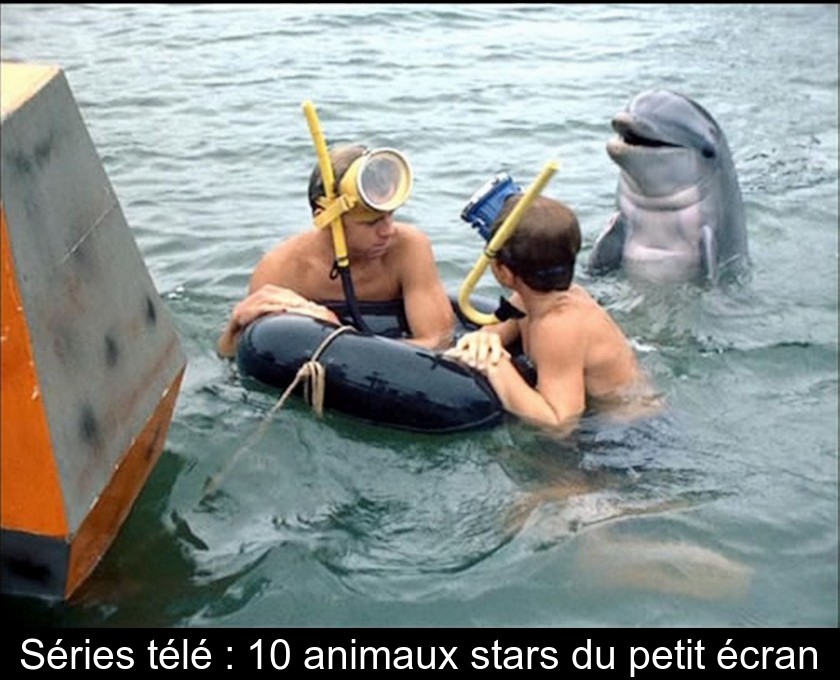 Séries télé : 10 animaux stars du petit écran